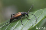 Zwartstreepsmalbok (Stenurella melanura)