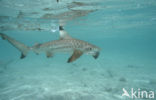 Blacktip reef shark (Carcharhinus melanopterus )