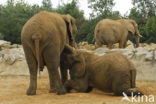 Afrikaanse olifant (Loxodonta africana) 