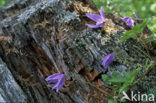 Alpine Clematis (Clematis alpina)
