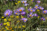 Alpenaster (Aster alpinus subsp. cebennensi)