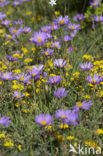 Alpenaster (Aster alpinus subsp. cebennensi)