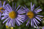 Alpenaster (Aster alpinus subsp. cebennensi)