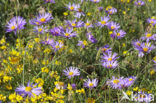 Alpenaster (Aster alpinus subsp. cebennensi)