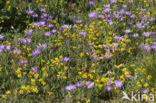 Alpenaster (Aster alpinus subsp. cebennensi)