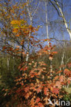 Red Oak (Quercus rubra)