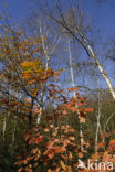 Red Oak (Quercus rubra)