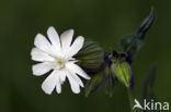 Avondkoekoeksbloem (Silene latifolia)