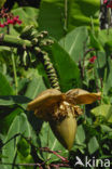 Banana (Musa uranoscopus)