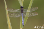 Keeled Skimmer (Orthetrum coerulescens)
