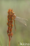 Beekoeverlibel (Orthetrum coerulescens) 