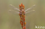 Beekoeverlibel (Orthetrum coerulescens) 