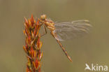 Beekoeverlibel (Orthetrum coerulescens) 