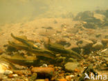 Brook Lamprey (Lampetra planeri)