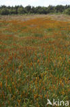 Bog Asphodel (Narthecium ossifragum)