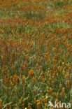 Bog Asphodel (Narthecium ossifragum)