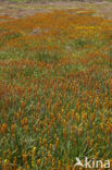Bog Asphodel (Narthecium ossifragum)
