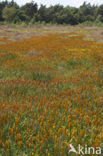 Bog Asphodel (Narthecium ossifragum)