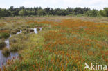 Bog Asphodel (Narthecium ossifragum)