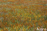 Bog Asphodel (Narthecium ossifragum)