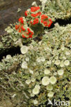 Bekermos (Cladonia spec.)