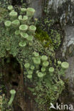 pixie cup (Cladonia)