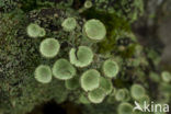 Bekermos (Cladonia)