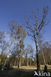Birch (Betula)