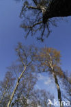 Birch (Betula)