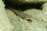 Stone Loach (Barbatula barbatula