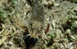 Stone Loach (Barbatula barbatula