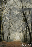 Beech (Fagus sylvatica)