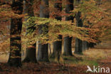 Beech (Fagus sylvatica)