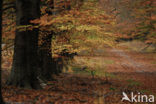 Beech (Fagus sylvatica)