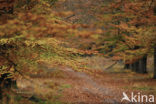 Beech (Fagus sylvatica)