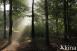 Beech (Fagus sylvatica)