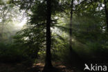 Beech (Fagus sylvatica)