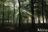 Beech (Fagus sylvatica)