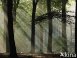 Beech (Fagus sylvatica)