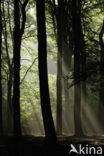 Beech (Fagus sylvatica)