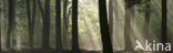 Beech (Fagus sylvatica)