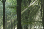Beech (Fagus sylvatica)