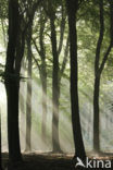 Beech (Fagus sylvatica)