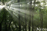 Beech (Fagus sylvatica)