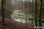 Beuk (Fagus sylvatica)