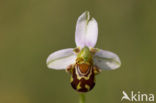 Bijenorchis (Ophrys apifera)