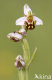 Bijenorchis (Ophrys apifera)