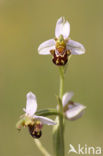 Bijenorchis (Ophrys apifera)