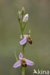 Bijenorchis (Ophrys apifera)