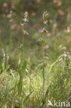 Bijenorchis (Ophrys apifera)